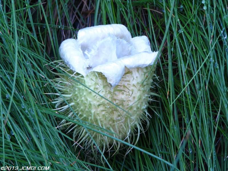 The Alien Seeds fruit from the Wild Cucumber plant (also called Man-Root), looks somewhat like the seed pod from the movie Alien!